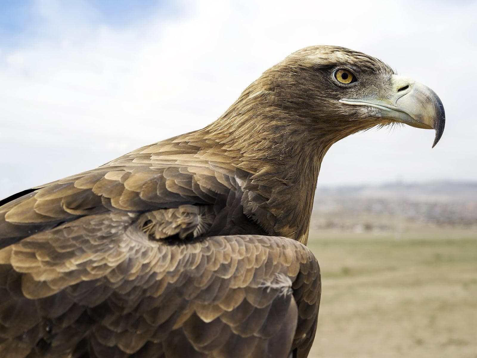 A golden eagle in profile against the open steppe